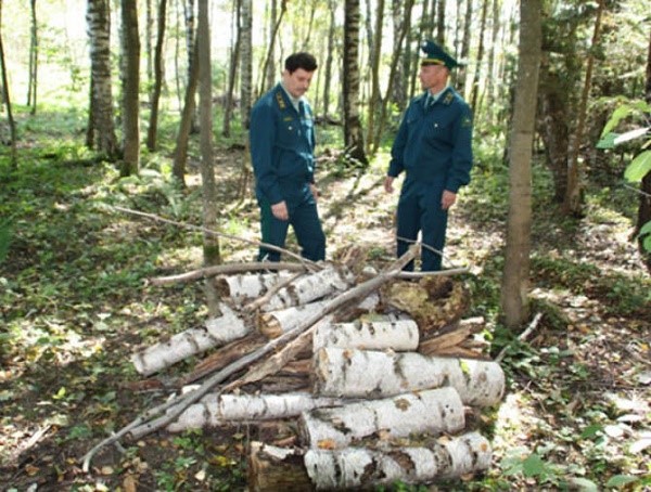 Все, что незаконно заготавливается в лесу, подлежит обязательной конфискации со стороны должностных лиц