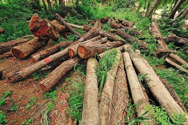 Уничтожение лесов людскими силами идет довольно успешно: заготавливаются дрова, не гасятся костры, нарушается подстилка